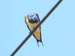 Hirundo rustica
