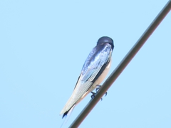 Hirundo rustica