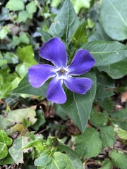 Vinca major