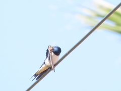Hirundo rustica
