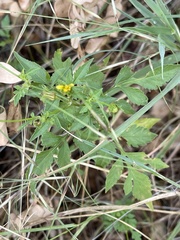Bidens biternata