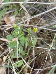 Bidens biternata