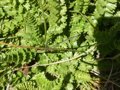 Horkelia clevelandii