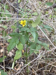 Bidens biternata