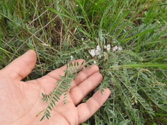 Astragalus dolichophyllus