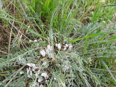 Astragalus dolichophyllus
