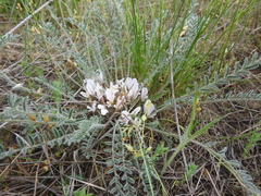 Astragalus dolichophyllus