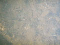 Actinopterygii