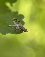 Tephritis divisa