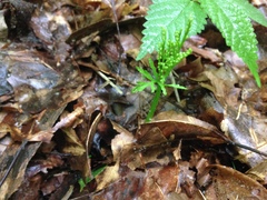 Botrychium angustisegmentum