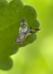 Tephritis divisa