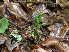 Botrychium angustisegmentum