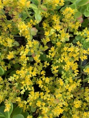 Sedum kimnachii