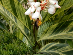 Xylocopa ruficeps