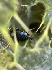 Lema cyanella