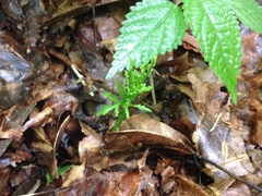 Botrychium angustisegmentum