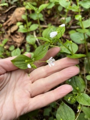 Claytonia sibirica