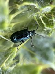 Lema cyanella