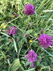 Trifolium pratense