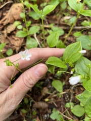 Claytonia sibirica