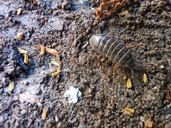 Armadillidium vulgare