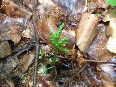 Botrychium angustisegmentum