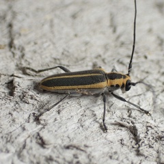 Saperda lateralis