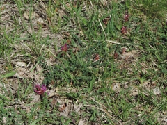 Astragalus monspessulanus monspessulanus