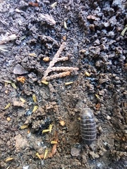 Armadillidium vulgare
