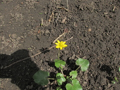 Ficaria verna