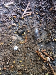 Armadillidium vulgare