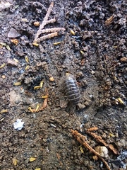 Armadillidium vulgare