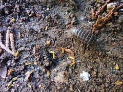 Armadillidium vulgare