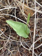 Ophioglossum polyphyllum