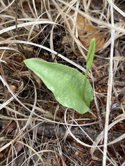 Ophioglossum polyphyllum