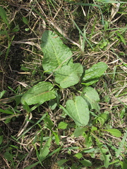 Rumex obtusifolius