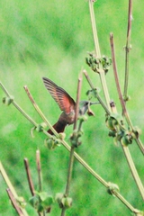 Saucerottia beryllina