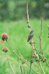 Saucerottia beryllina