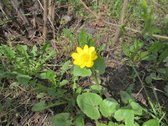 Ficaria verna