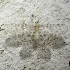 Nallachius americanus