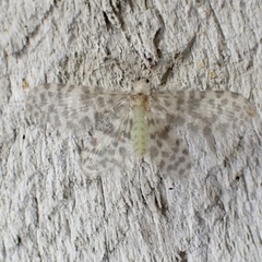 Nallachius americanus