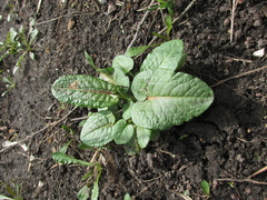 Rumex obtusifolius
