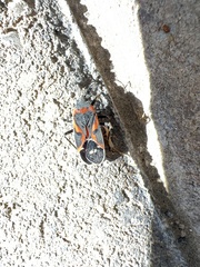 Lygaeus kalmii kalmii