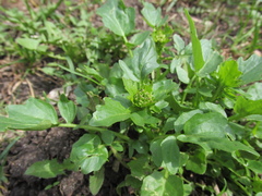 Barbarea vulgaris