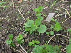 Lamium album