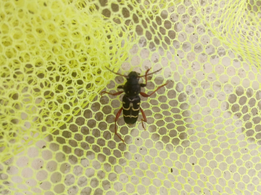 Xylotrechus capricornus