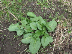 Rumex obtusifolius
