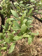 Quercus