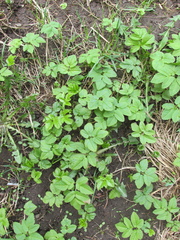 Aegopodium podagraria