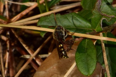 Nomada